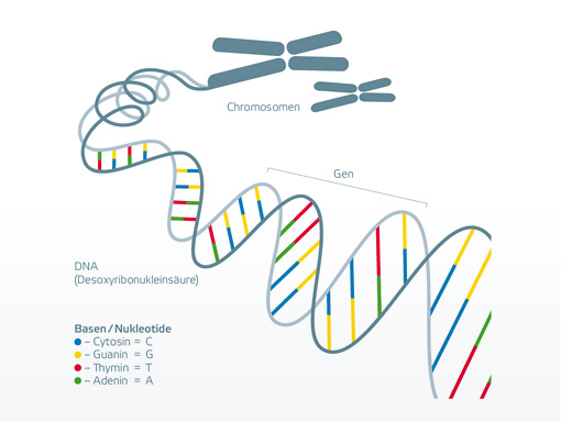 ris multistrand chromosome1